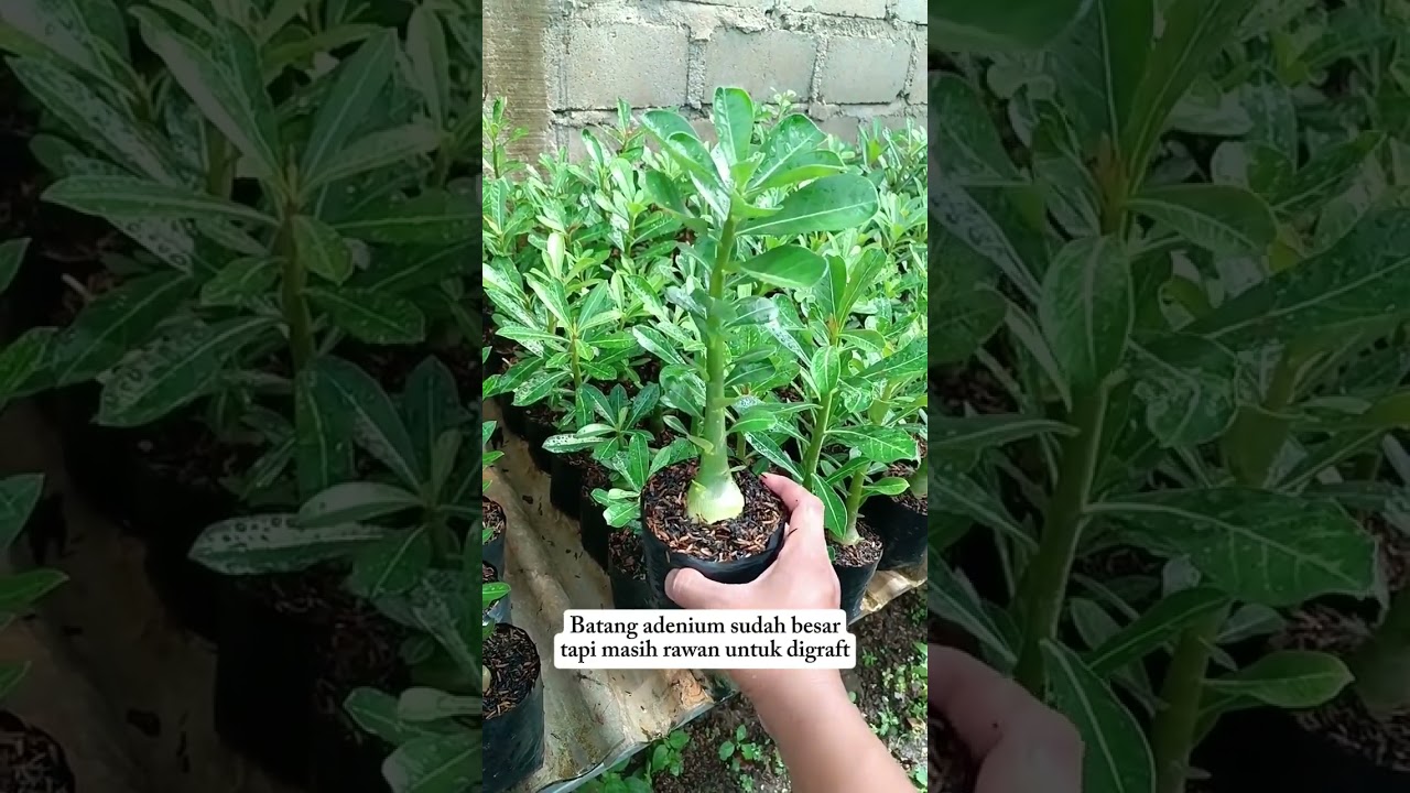 Jual adenium grafting bunga tumpuk. Lokasi Metro Lampung 082186868989 