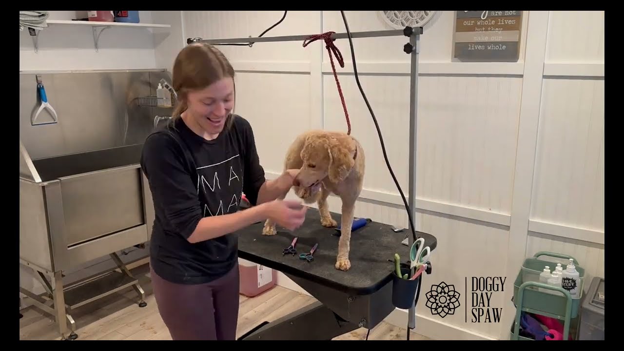 Dog Grooming Time Lapse - Big Smiling Doodle!