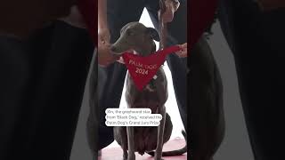 Griffon Mix Kodi Takes Home Cannes Top Dog Prize