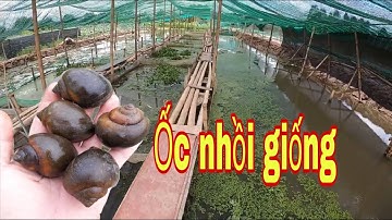 chia sẻ nghề nuôi ốc nhồi | vụ ốc năm mới 2021 chuyên cung cấp ốc nhồi giống uy tín nhất miền bắc