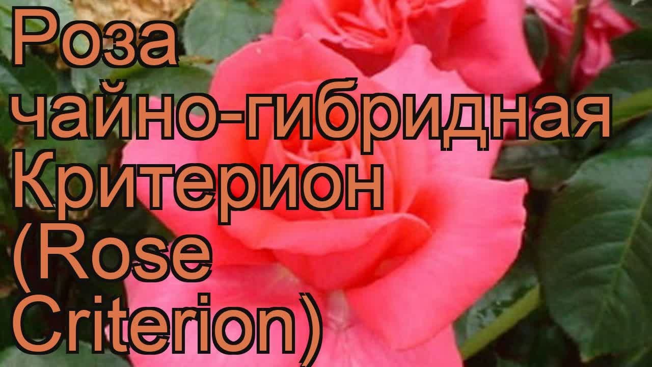 Роза Критерион: особенности и характеристика сорта, правила посадки, выращивания и ухода, отзывы - все о розе Критерион