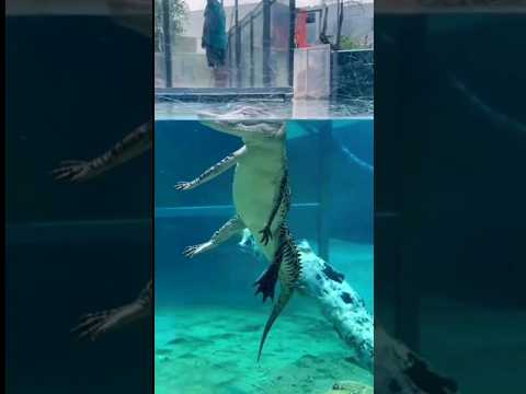 When I Like A Girl Funny Tiktok Love Like Sorts