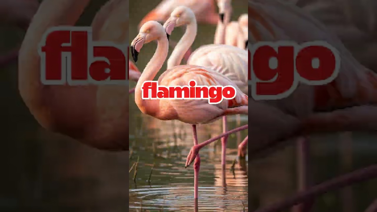 Flamingos 🦩Why Do They Stand On One Leg for Hours?