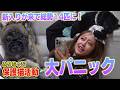 【保護猫活動】みりちゃむ家に新たな保護猫と保護犬がやってきて、とんでもないことに！（嗚呼!!みんなの動物園）