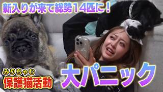 【保護猫活動】みりちゃむ家に新たな保護猫と保護犬がやってきて、とんでもないことに!（嗚呼!!みんなの動物園）