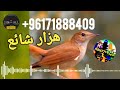صوت عصفور هزار شائع 2025 صوت عصفور هزار شائع 2025