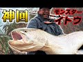 激闘!大河のモンスターイトウ113cm【Fighting to Monster Sakhalin Taimen "Japanese huchen"!!】