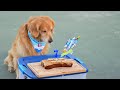 Golden Retriever Turns 7 | Oshies World