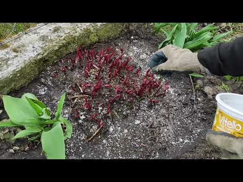 Wideo: Jak sadzić piwonie na wiosnę