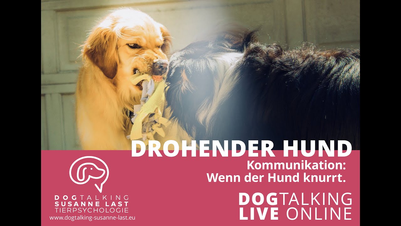 Drohender Hund - Kommunikation: Wenn der Hund knurrt