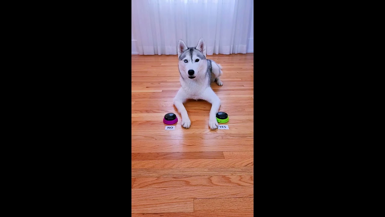 Husky Answers Question Using Talking Buttons Except She Never Even Let Me Ask The 