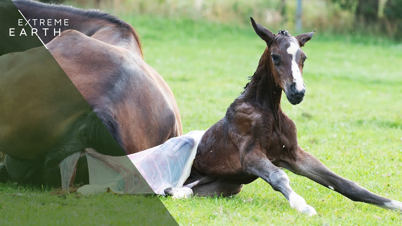 Трогательная история новорожденных животных (документальный фильм 4K)