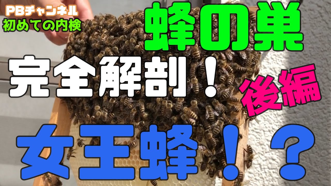 【日本ミツバチ庭先養蜂家】【後編】蜂の巣、大解剖！女王蜂は、見つけられるのか？
