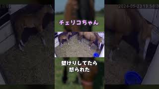 チェリコちゃん壁けりしてたら怒られた