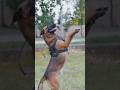 The Dogs Saving Endangered Species! 🐕‍🦺