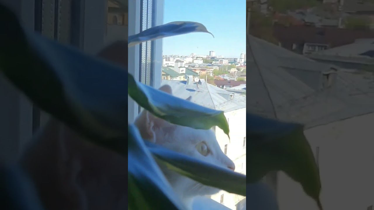 Кто здесь главный😅? 