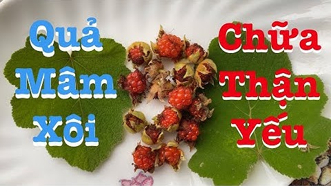 Những tác dụng tuyệt vời của cây Mâm Xôi