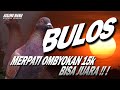 Beli Burung Ombyokan rb An Ndak Nyangka Bisa Kali Jadi Juara Mp3 - Mp4 Download