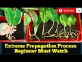 Extreme Propagation of Aglaonema I Beginner Must Watch I Full Process I Make 1000 Plants in Second I