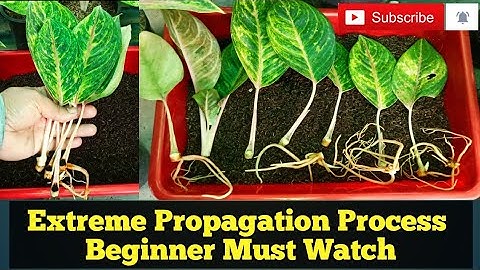 Extreme Propagation of Aglaonema I Beginner Must Watch I Full Process I Make 1000 Plants in Second I