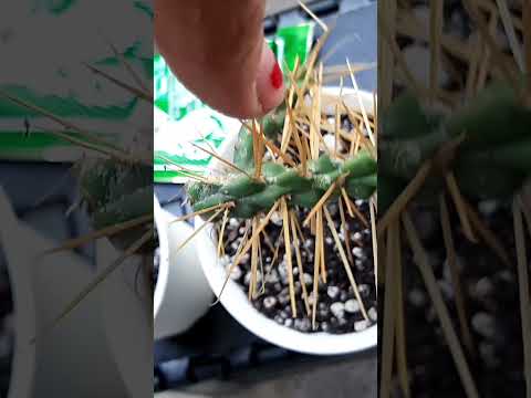 Βίντεο: Chain Cholla Plant Care: Growing Chain Cholla Cacti in The Garden