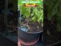 Kajari Melon Update | Urban Garden | Zone 8A GA || Steffanie’s Journey