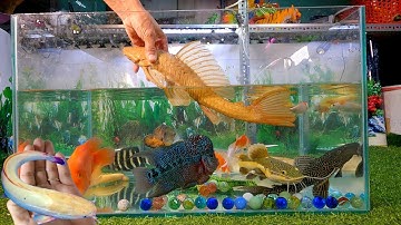 Video tổng hợp cá cảnh đẹp, cá lau kiếng abino, két king kong, cá la hán, cá trê, chép koi