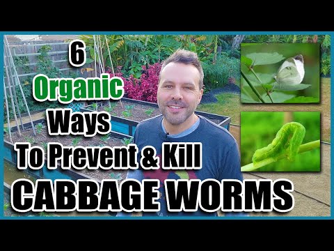 Video: Cabbage pests are not yet a verdict! Tips for the gardener