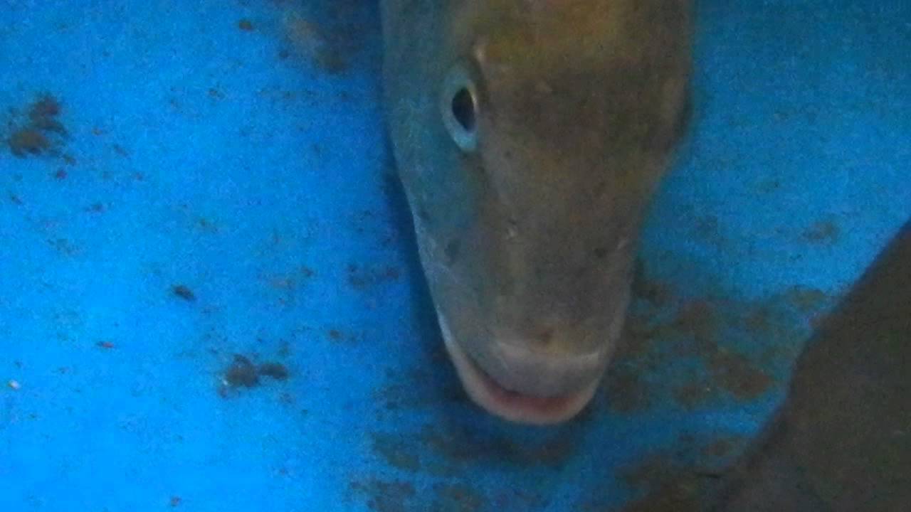 石ゴカイを食べるチヌ 黒鯛 ムシエサも大好物のクロダイ 和歌山釣太郎 Youtube