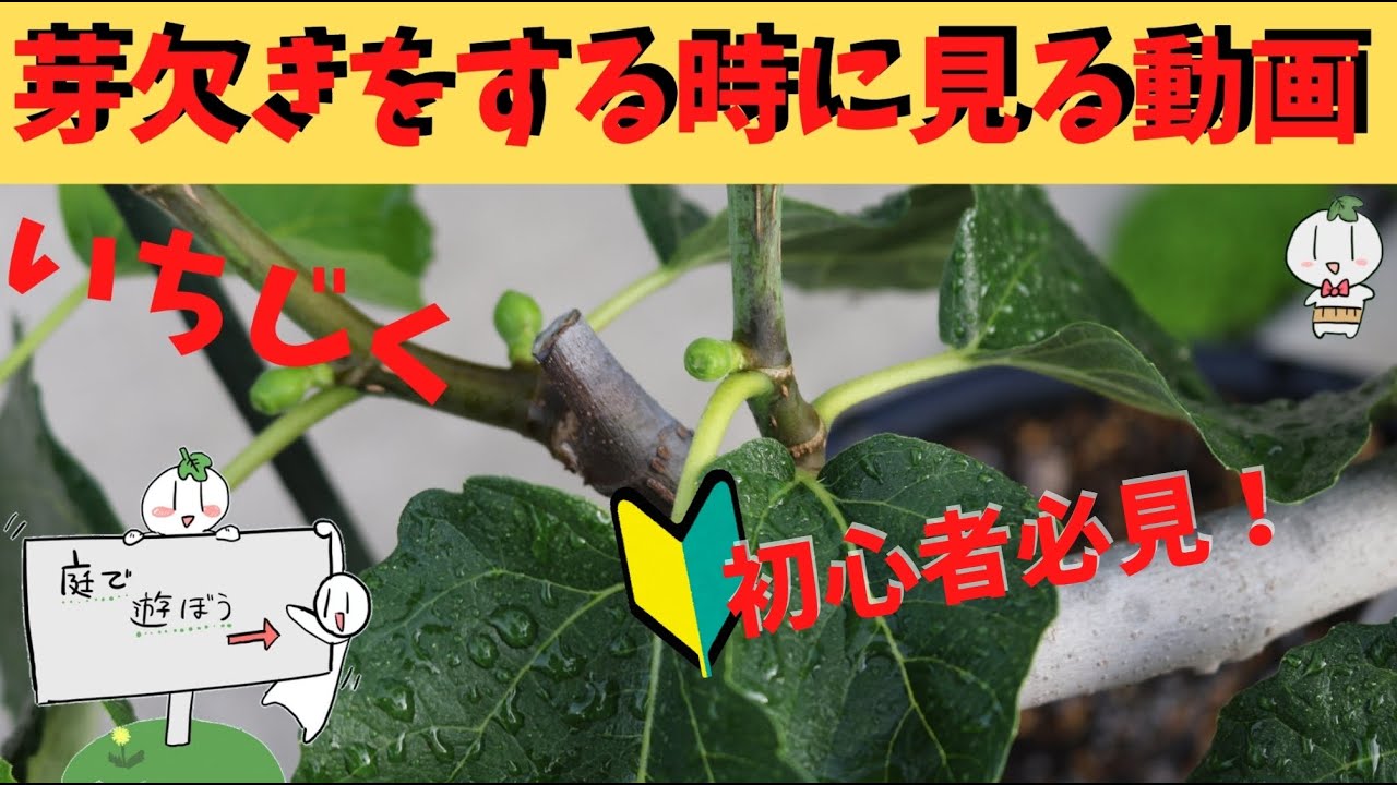 イチジク・庭で遊ぼう】芽かきの動画です。弱い新梢はいつまで経っても