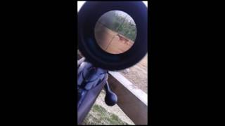 srnec v kríži puškohladu Pentaflex jager 3-12x56 | roe deer in the cross of riflescope