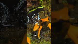 These Animals Can Kill You In Seconds ☠️ #deadlyanimals #venomous #animalfacts #shorts