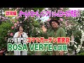 オールドローズ、イングリッシュローズが充実！！ばら苗専門店コマツガーデン直営店ROSA VERTEを訪問～ガーデンドクターTV53