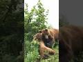 incredible mother Bear protected his cubs no matter what!