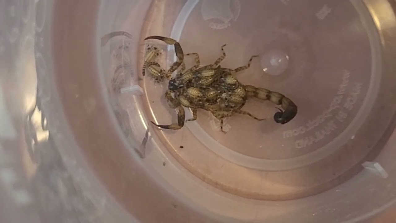 Scorpio Mother With Babies