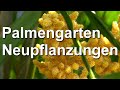 Palmengarten - Exotengarten: Neue Anpflanzungen Olive, Korkeiche, Hanfpalme, Zwergpalme Mielkendorf