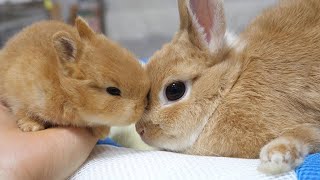 Baby rabbit that loves its mommy.