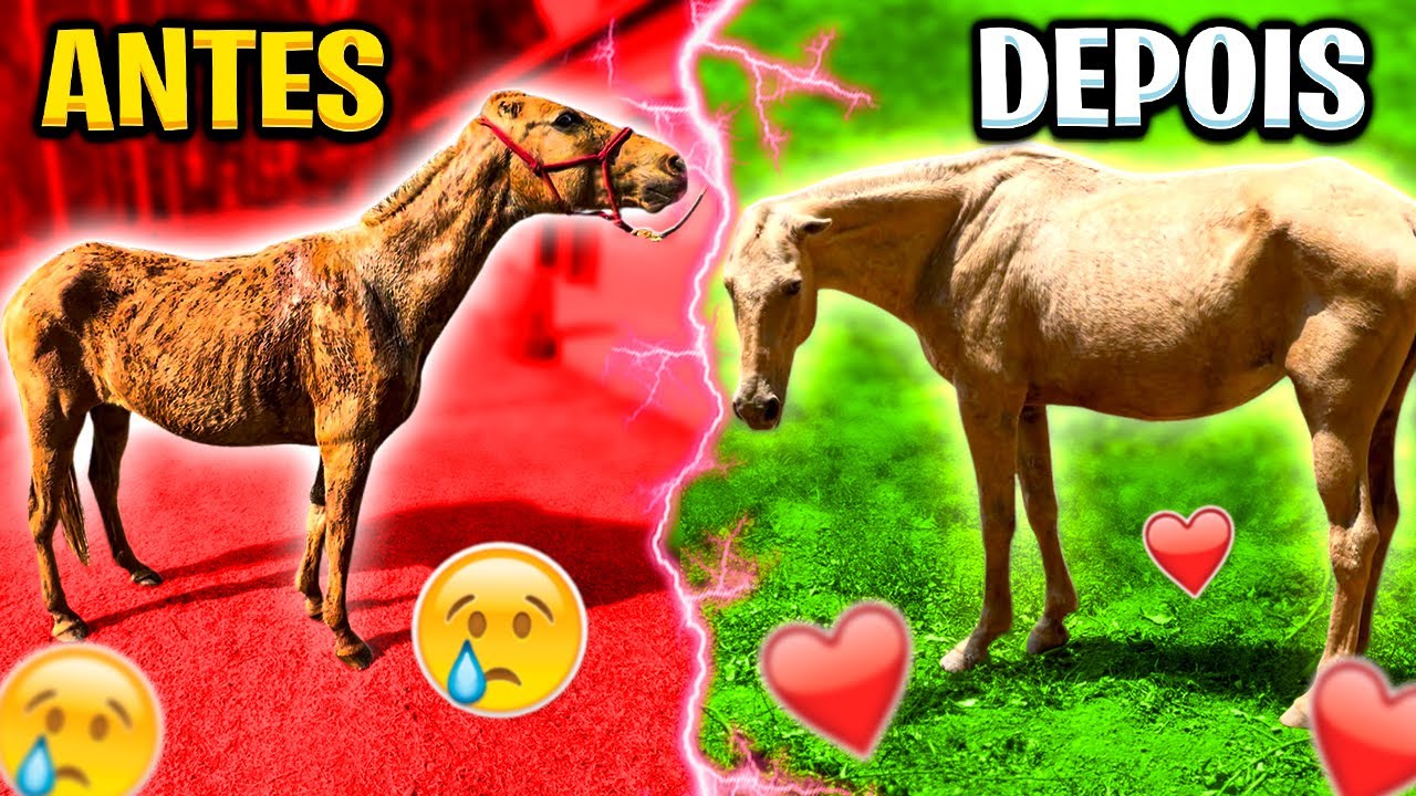 Primeiro ANTES e DEPOIS da ÉGUA do LIXO