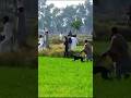 Rabbit hunting with dogs 2025 shikar this season first hunting #tazi #dograce #pets #2025