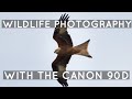 Wildlife Photography with the Canon 90D | Horsenden Hill