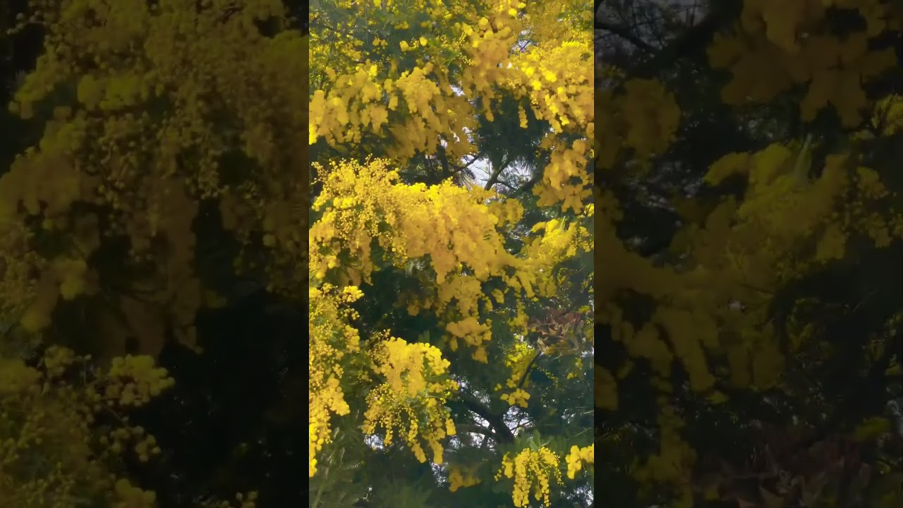 Прекрасные цветы 