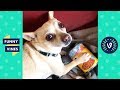 [30 MIN] CUTEST PETS and FUNNY ANIMALS Compilation 2018