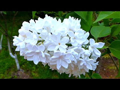 Сирень. Белая Сирень. Цветы Сирени. Красивые Цветы Сирени. Футаж Сирень. Футажи для видеомонтажа
