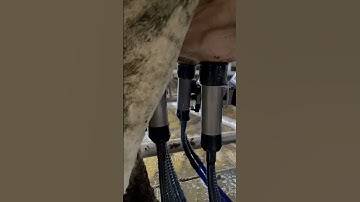 Our new Delaval VMS 310 milking the cows! #agriculture #delaval #vms310