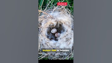 This Bird Builds to Flirt 🐦💙#Bowerbird#BirdTok