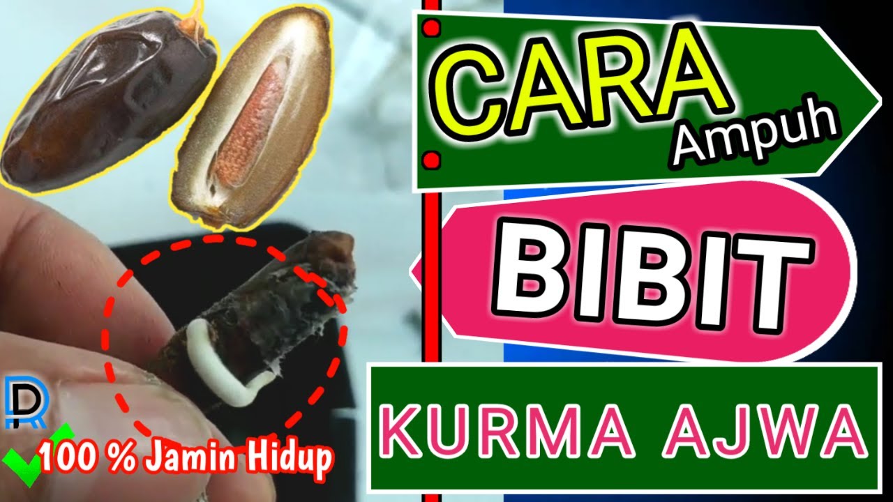 Cara menanam Biji Kurma Ajwa, dijamin Hidup || Kurma Terbaik di Dunia