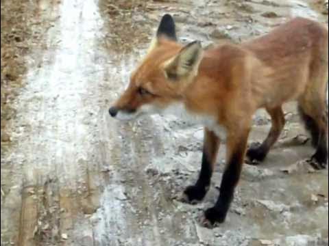 лиса больная бешенством. нападают ли лисы. нападают ли лисы. лиса больная бешенством. лиса нападает на человека.