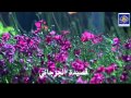 قصيدة الجرجاني الشيخ العلامة محمد بن هادي المدخلي حفظه الله