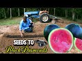 Planting watermelon for the first time will they grow well see