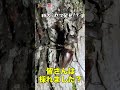【怪物】特大ミヤマクワガタは最高にカッコいい #shorts #クワガタ